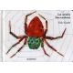 La araña hacendosa (cartoné mediana)